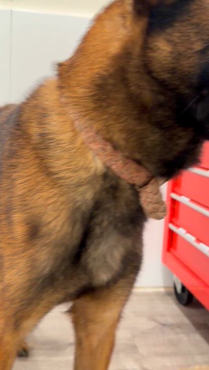 Enlarge Chai, a Adoptable Belgian Shepherd / Malinois in San Diego, CA video 2/4