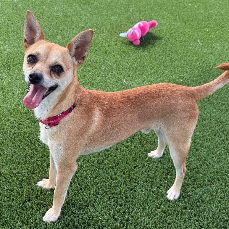 Ting, Adoptable, Adult Male Chihuahua.