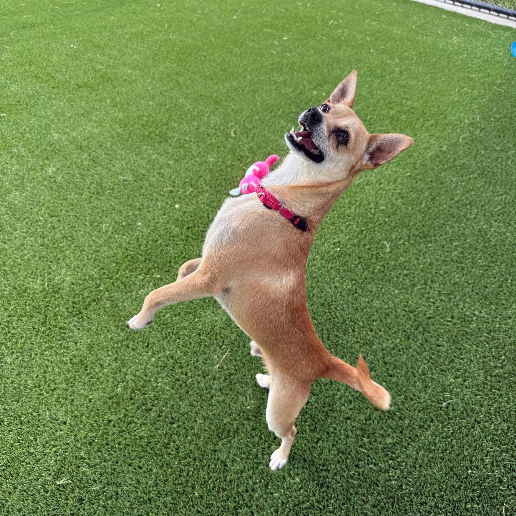 Enlarge Ting, a Adoptable Chihuahua in Bradenton, FL image 2/3