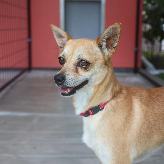 Enlarge Ting, a Adoptable Chihuahua in Bradenton, FL image 3/3
