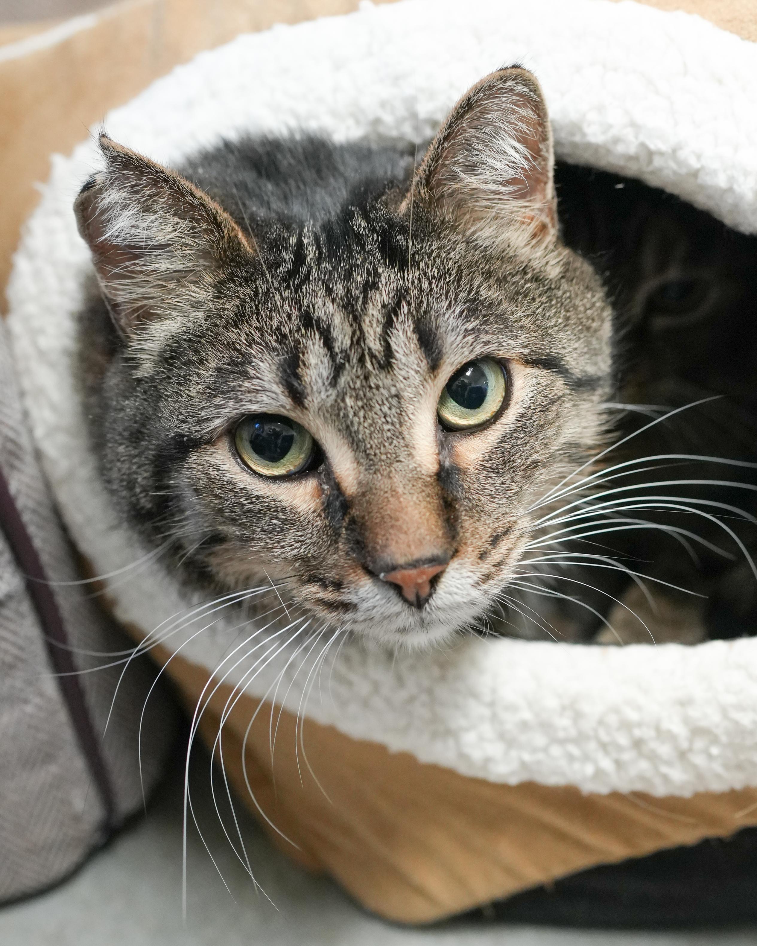 Enlarge Mickey, an adopted Domestic Short Hair in Boise, ID image 1/2