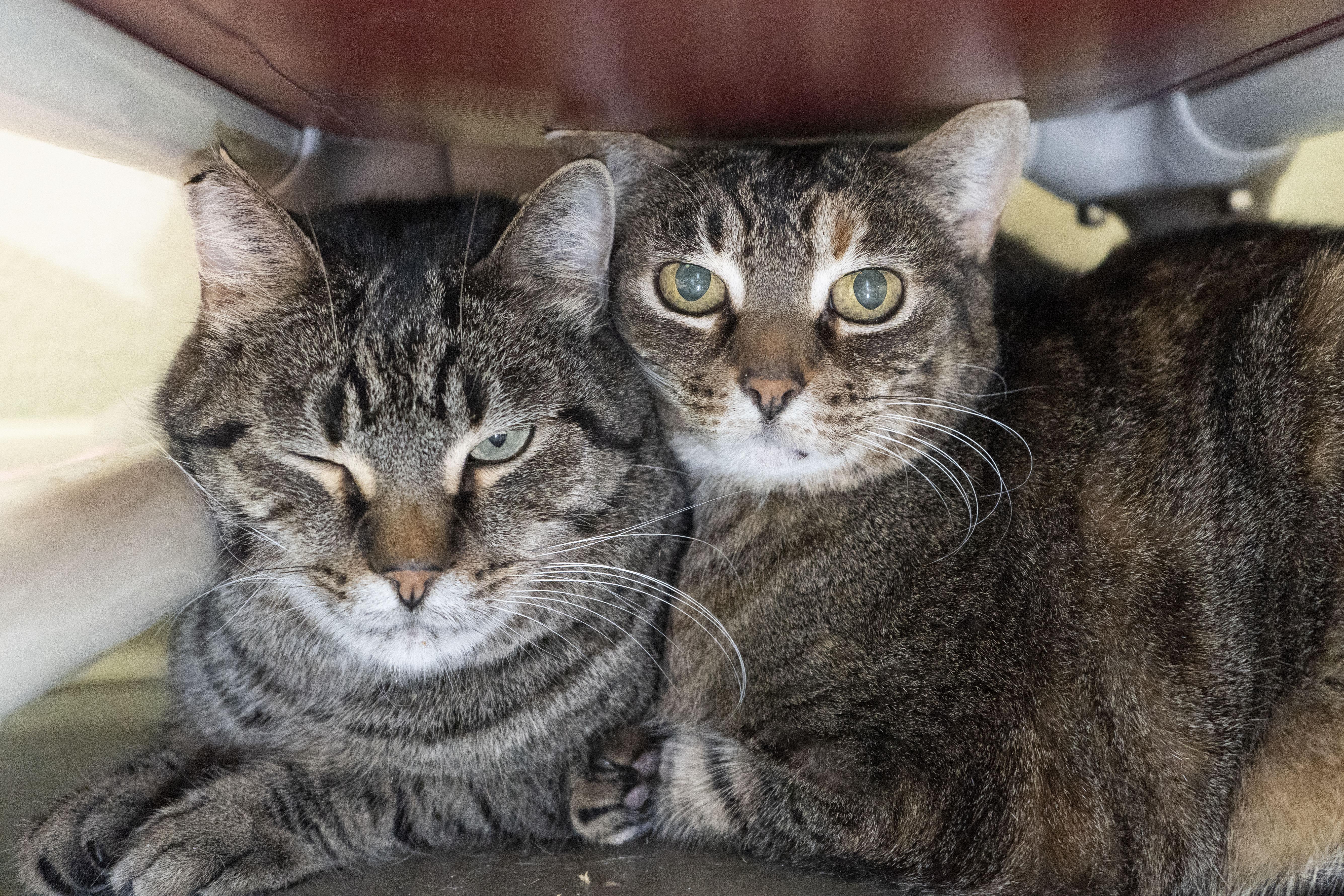 Enlarge Mickey, an adopted Domestic Short Hair in Boise, ID image 2/2