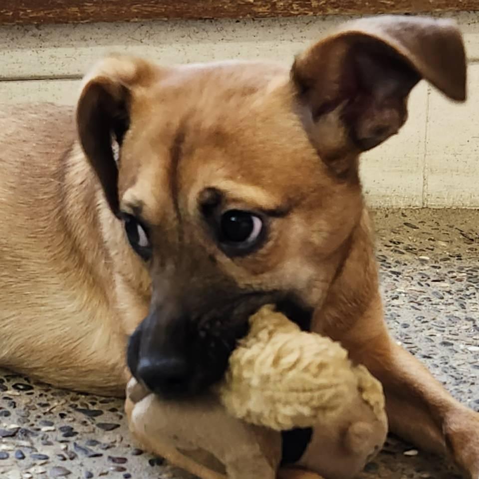 Enlarge Sweet, a Adoptable Mixed Breed in Burbank, CA image 1/4