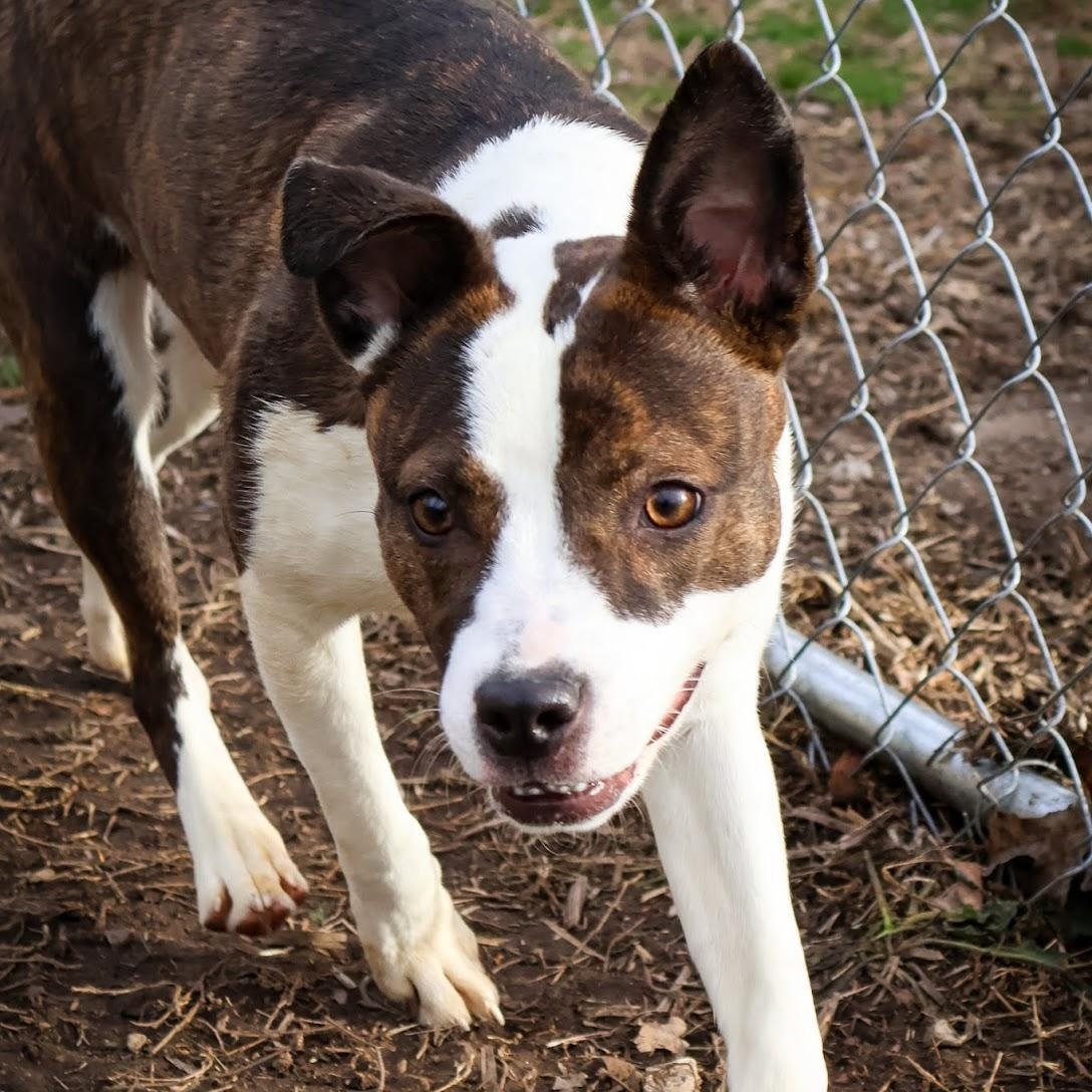 Enlarge Gem, a ADOPTABLE mixed breed in Hollister, MO image 1/4