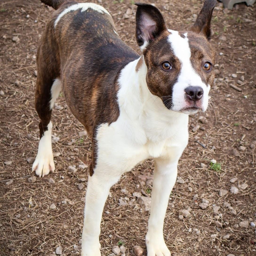 Enlarge Gem, a ADOPTABLE mixed breed in Hollister, MO image 2/4