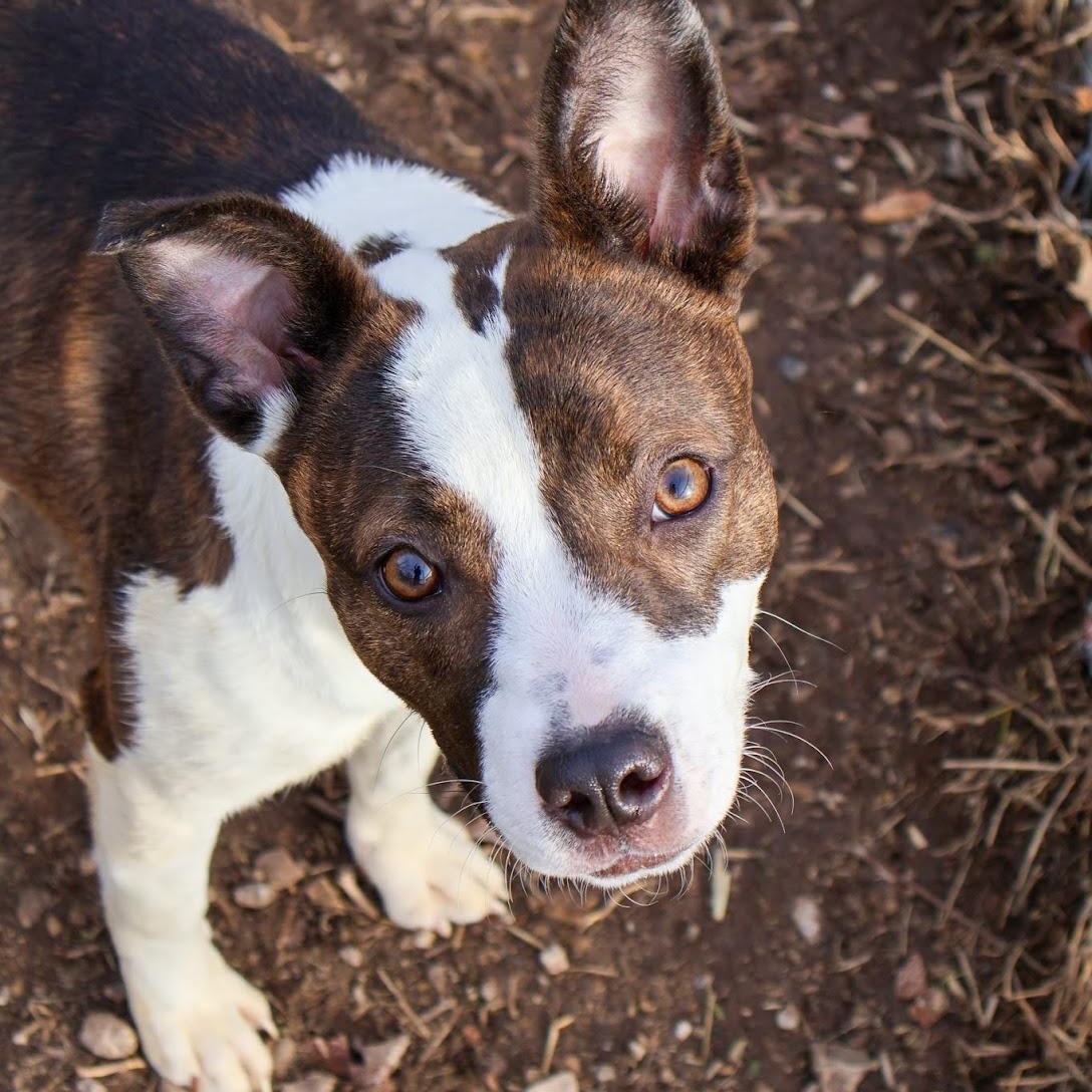 Enlarge Gem, a ADOPTABLE mixed breed in Hollister, MO image 3/4