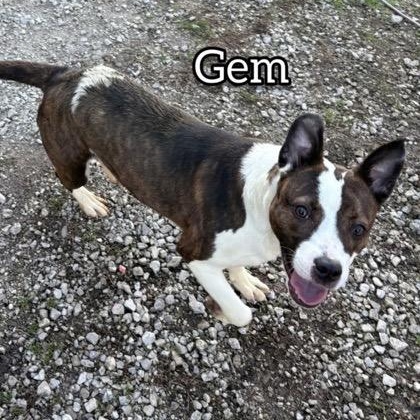 Enlarge Gem, a ADOPTABLE mixed breed in Hollister, MO image 4/4