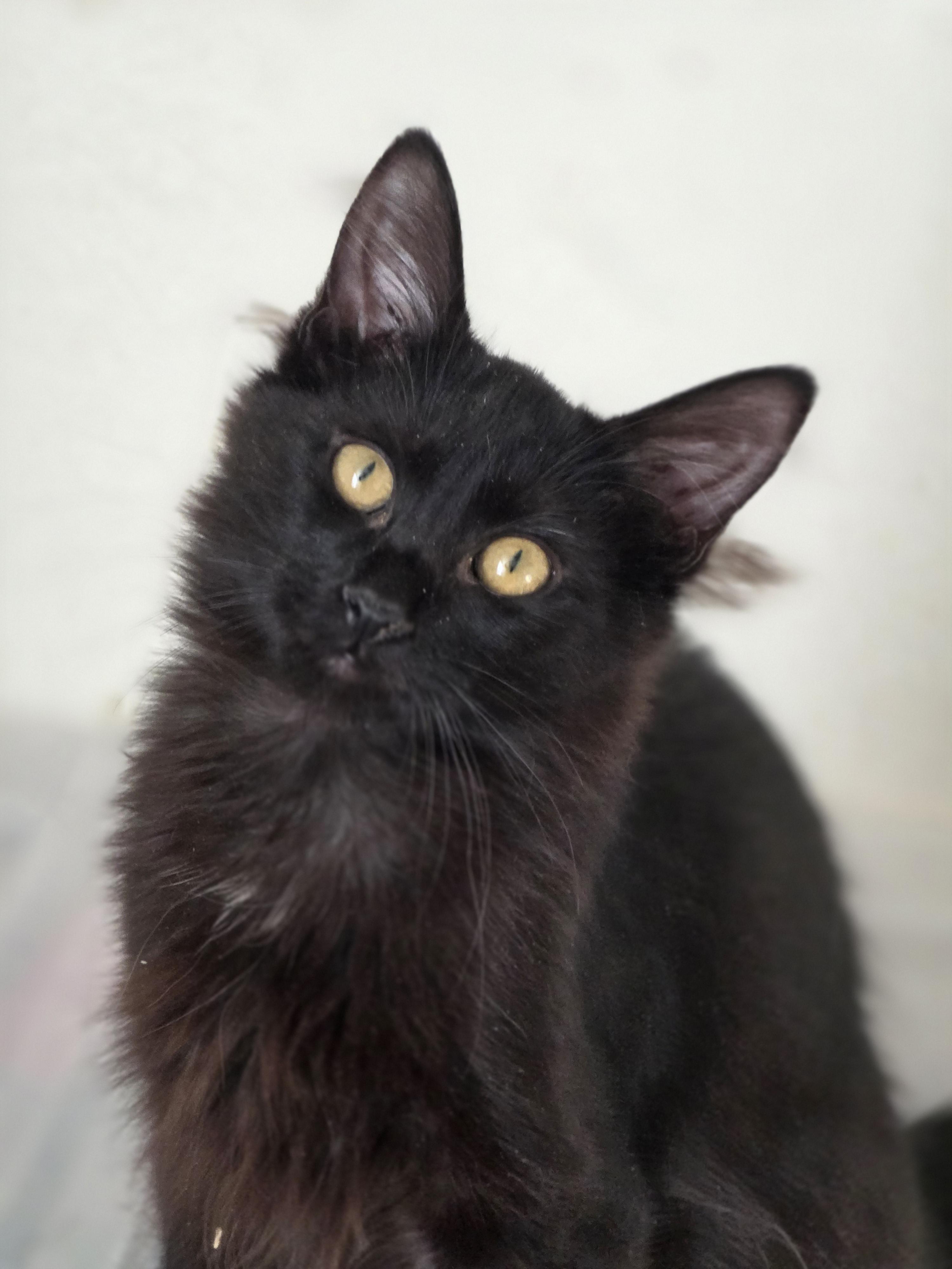 Gunner, Adoptable, Kitten Male Domestic Medium Hair.