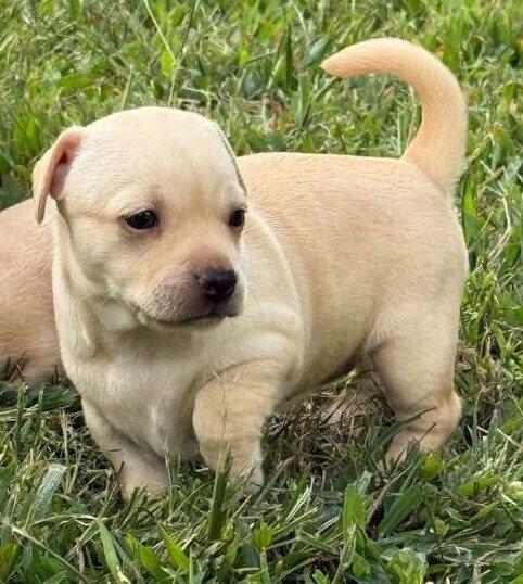 Enlarge Cookie (AL), a Adoptable Chihuahua in New York, NY image 3/3