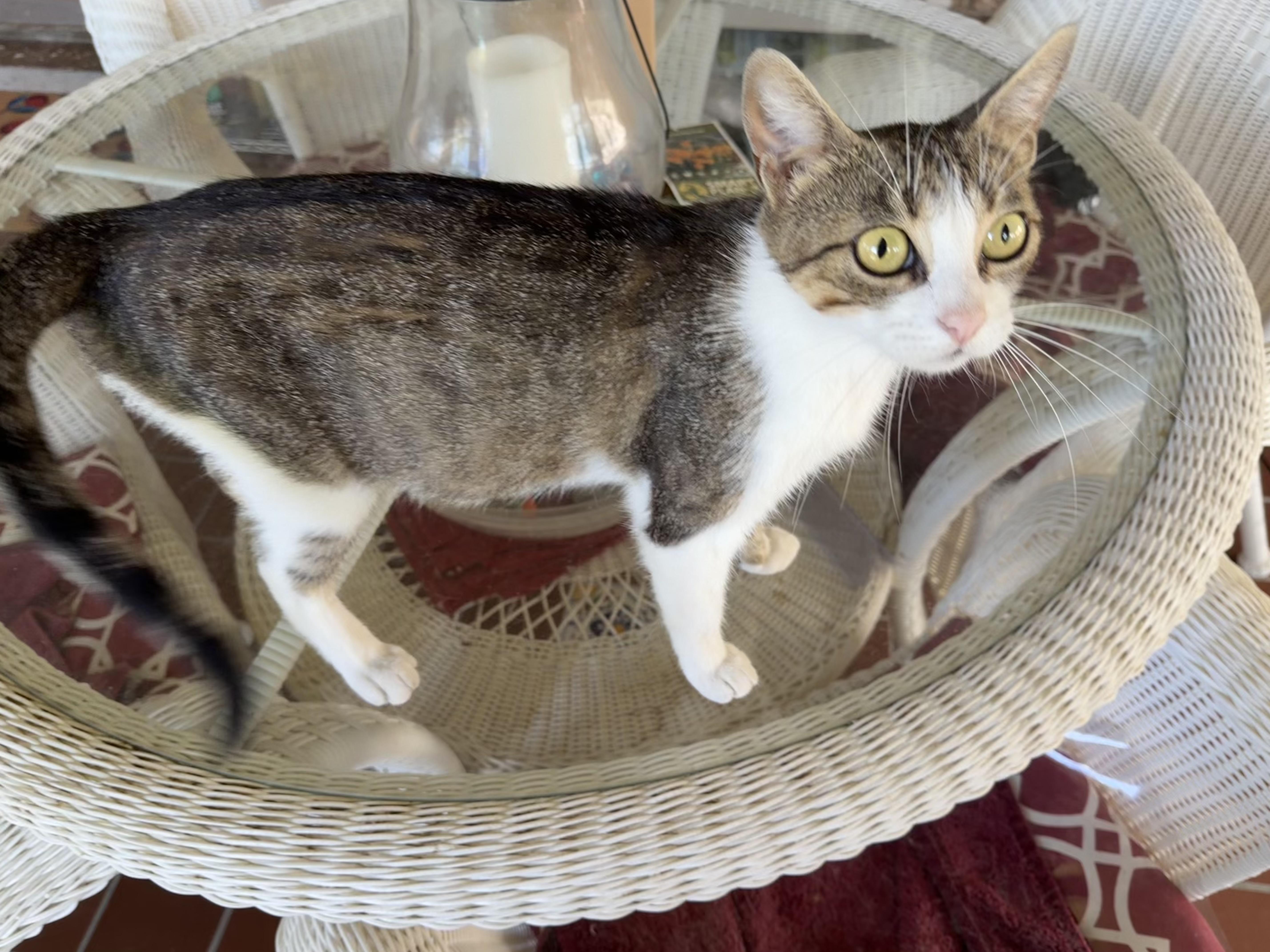 Enlarge Queenie, a ADOPTABLE Domestic Short Hair in Houston, TX image 6/6