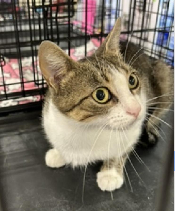 Enlarge Queenie, a ADOPTABLE Domestic Short Hair in Houston, TX image 4/6