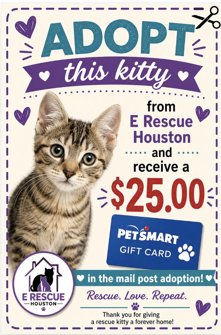 Enlarge Queenie, a ADOPTABLE Domestic Short Hair in Houston, TX image 2/6