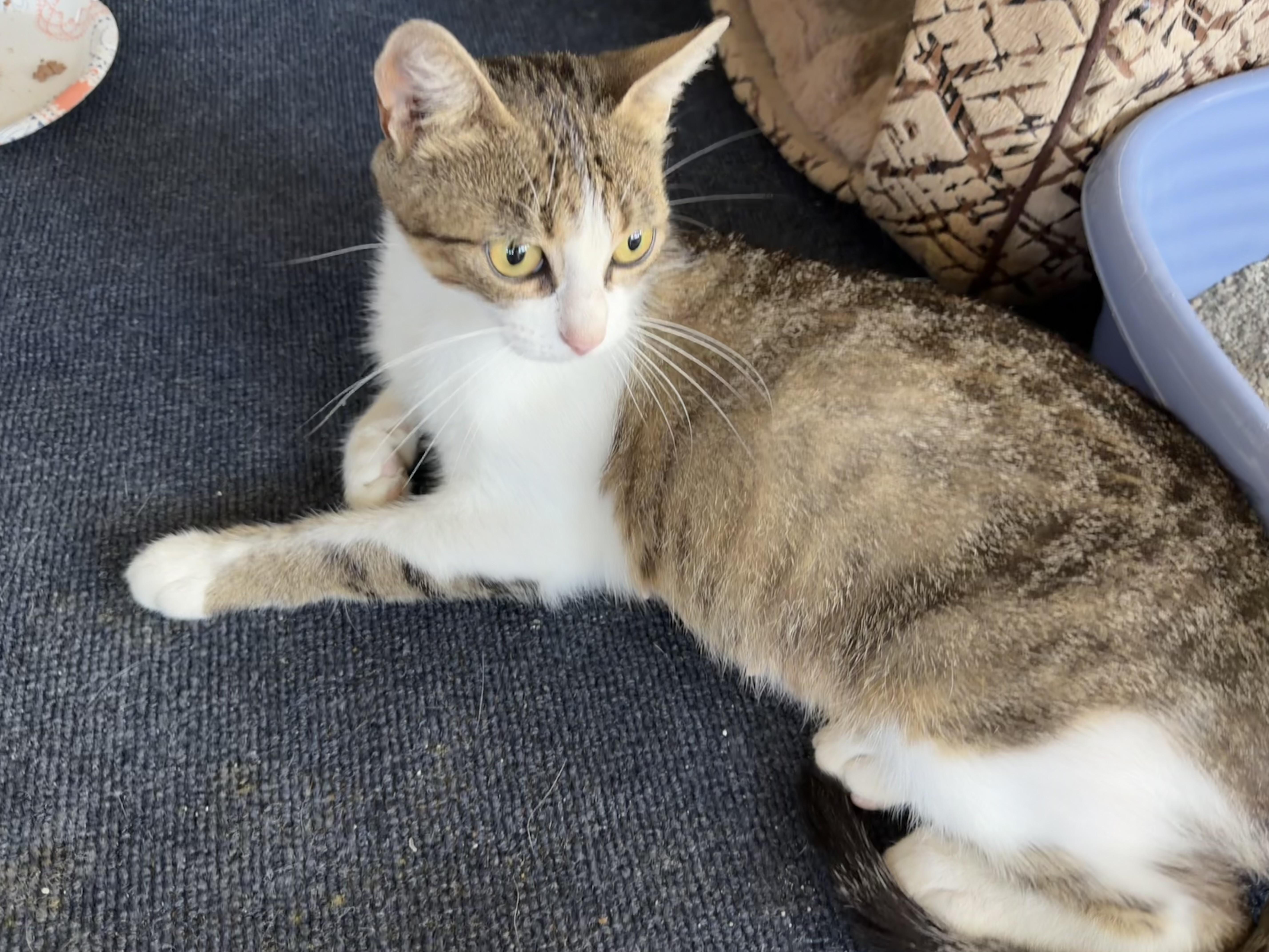 Enlarge Queenie, a ADOPTABLE Domestic Short Hair in Houston, TX image 5/6