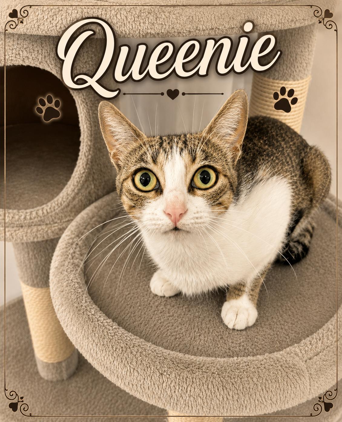 Queenie, ADOPTABLE, Young Female Domestic Short Hair.