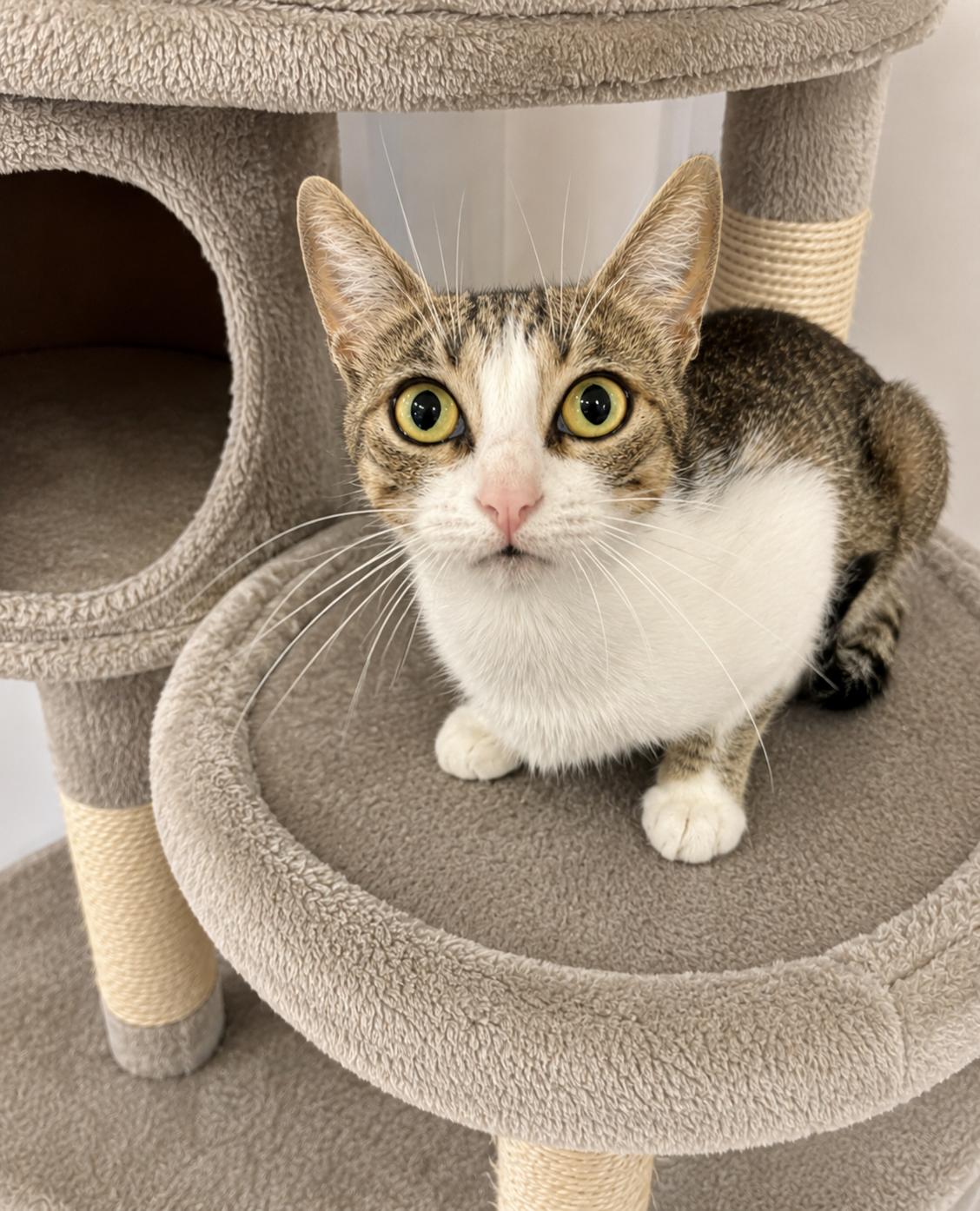 Enlarge Queenie, a ADOPTABLE Domestic Short Hair in Houston, TX image 3/6
