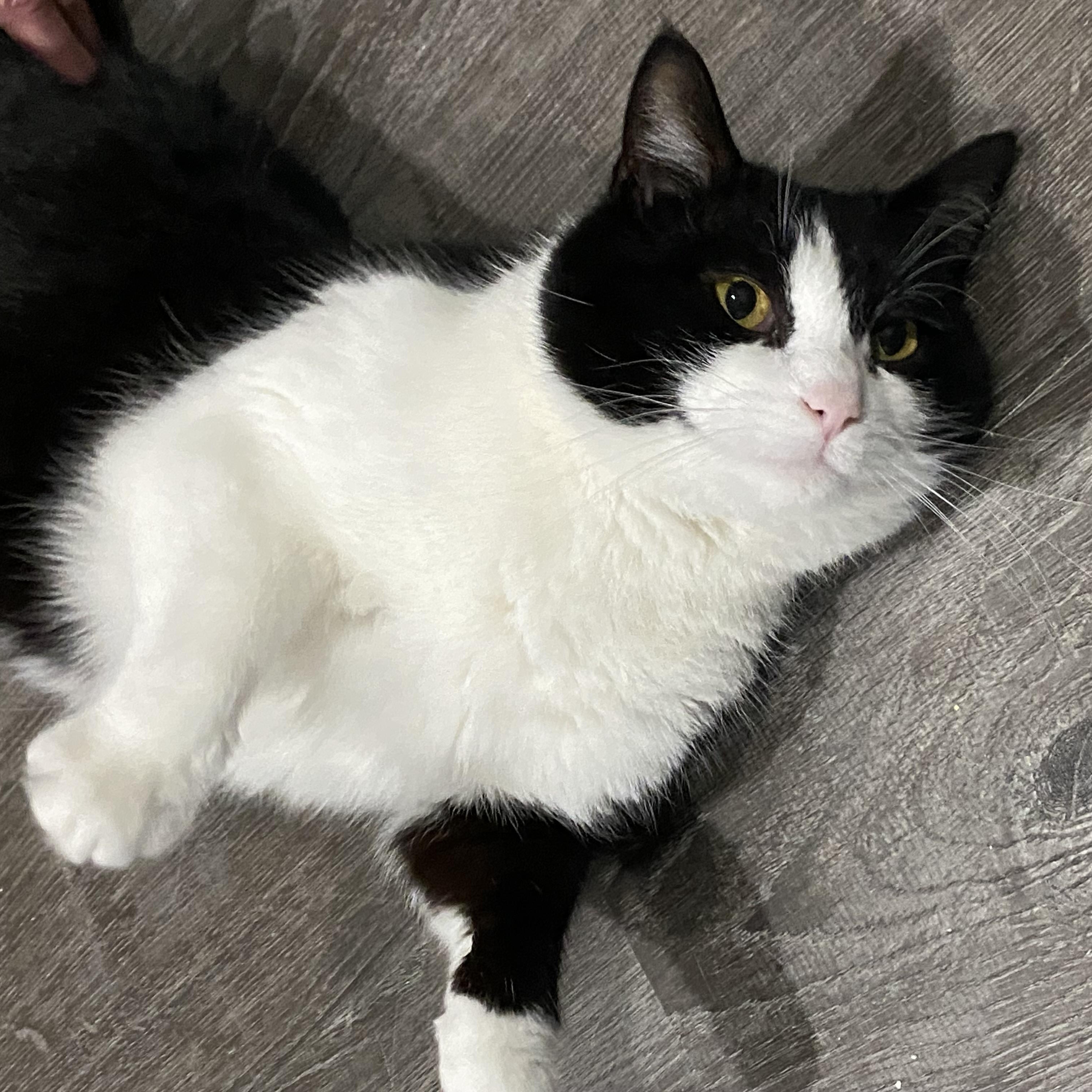 Enlarge Millie, an adopted American Shorthair in Fredericksburg, OH image 1/4