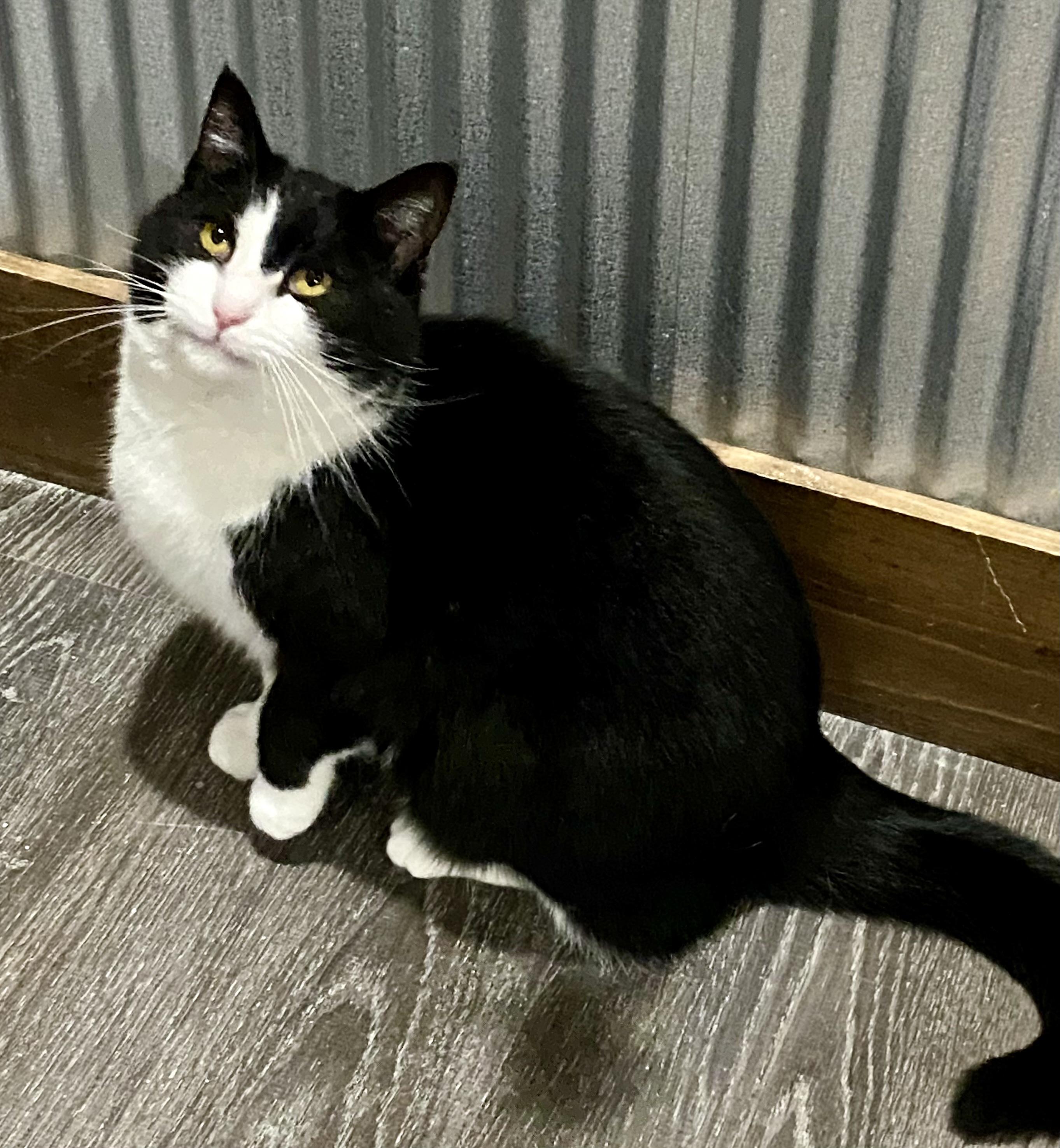 Enlarge Millie, an adopted American Shorthair in Fredericksburg, OH image 3/4