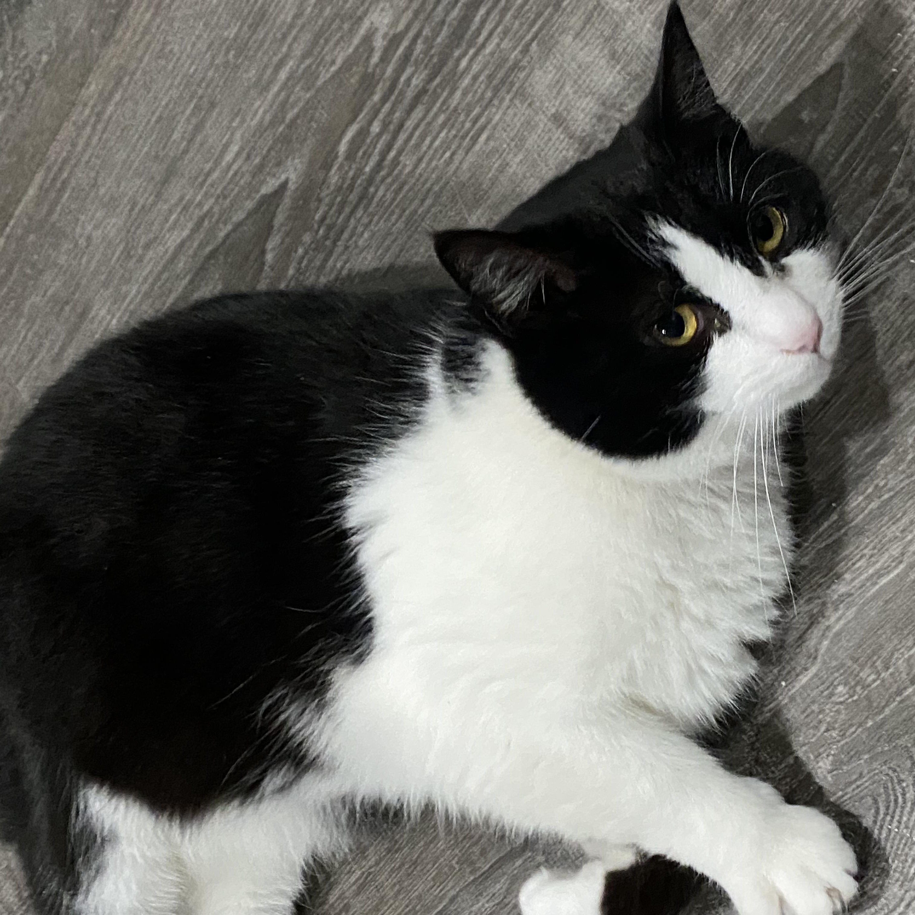 Enlarge Millie, an adopted American Shorthair in Fredericksburg, OH image 2/4