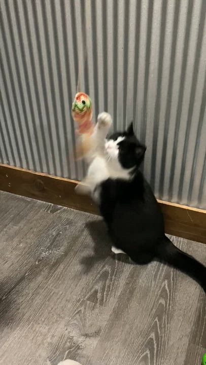 Enlarge Millie, an adopted American Shorthair in Fredericksburg, OH video 4/4
