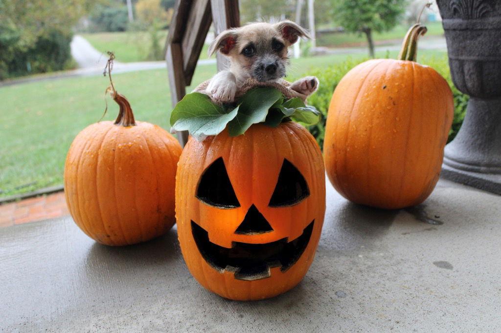 Lion King Pups  thumbnail 3