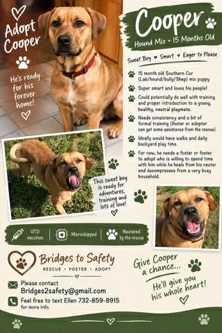Cooper, Adoptable, Young Male Labrador Retriever & American Bully.