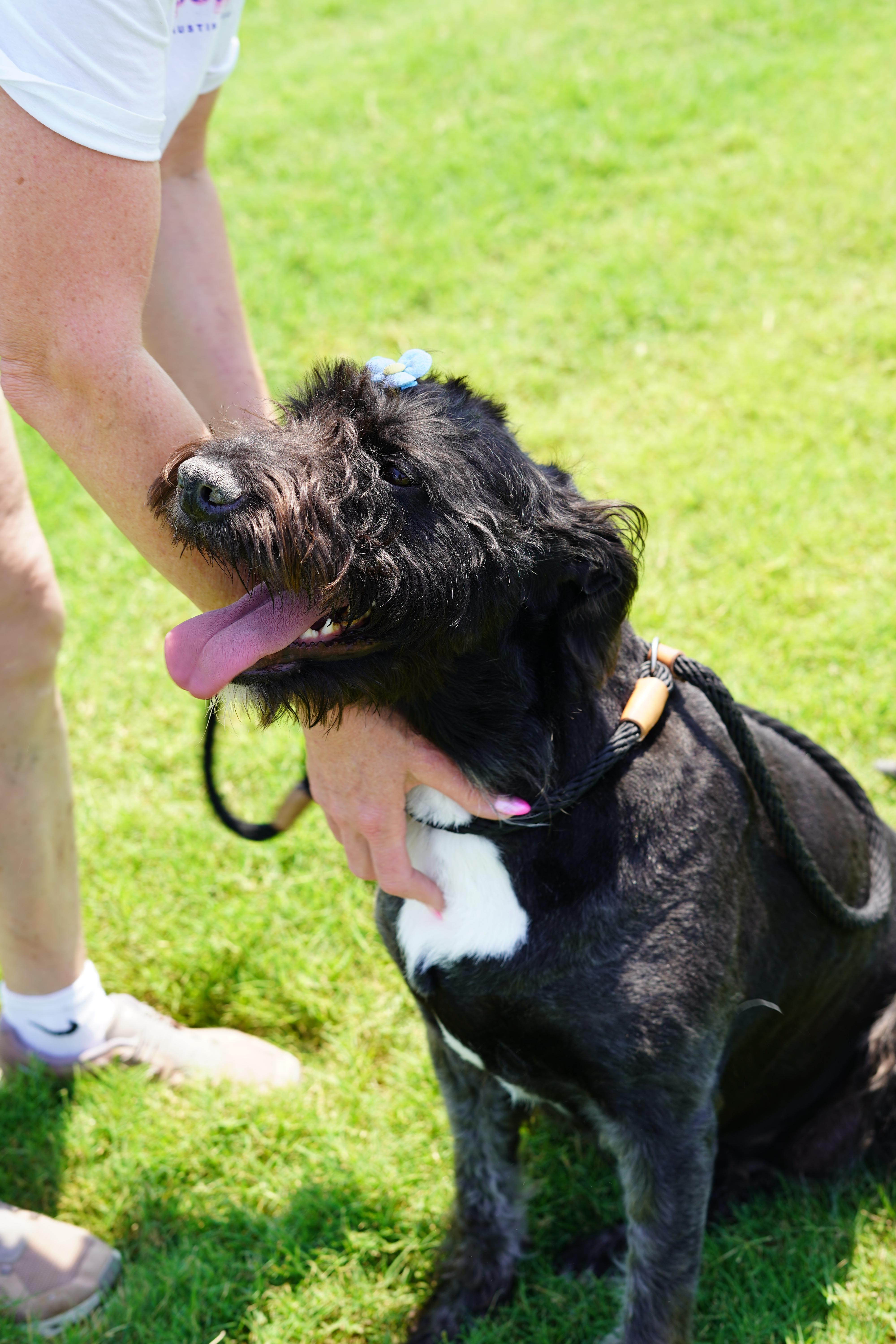 KARMA, Adopted, Young Female Standard Poodle & Cane Corso.