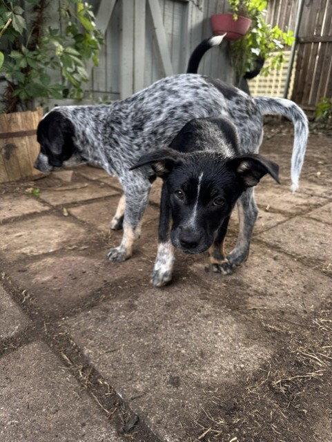 PAULY - Hunter, Adoptable, Puppy Male Australian Cattle Dog / Blue Heeler.