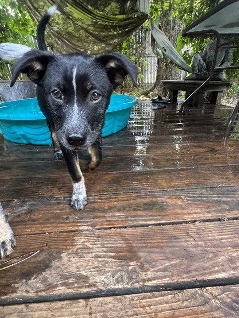 PAULY - Hunter, Adoptable, Puppy Male Australian Cattle Dog / Blue Heeler.