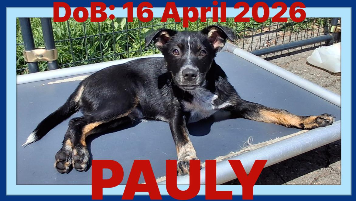 PAULY - Hunter, a Adopted Australian Cattle Dog / Blue Heeler in Sebec, ME image 2/3