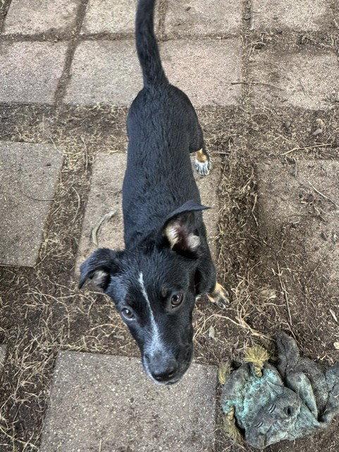 Enlarge PAULY - Hunter, a Adoptable Australian Cattle Dog / Blue Heeler in Sebec, ME image 3/3