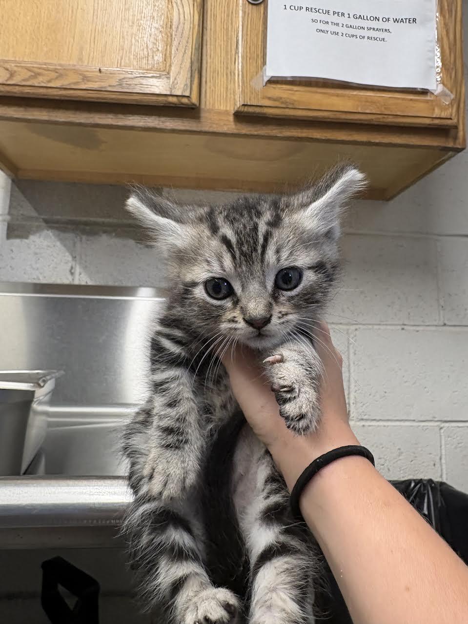 Wilbur, ADOPTABLE, Young Male Domestic Medium Hair.