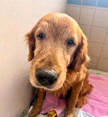 Enlarge Muncy, an adopted Golden Retriever in Los Angeles, CA image 3/6