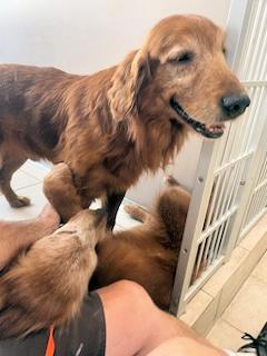 Enlarge Muncy, an adopted Golden Retriever in Los Angeles, CA image 2/6