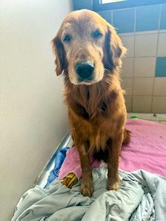 Muncy, adopted, Senior Male Golden Retriever.