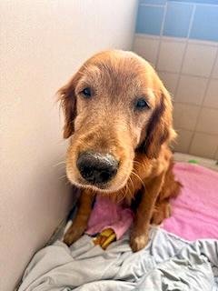 Enlarge Muncy, an adopted Golden Retriever in Los Angeles, CA image 5/6