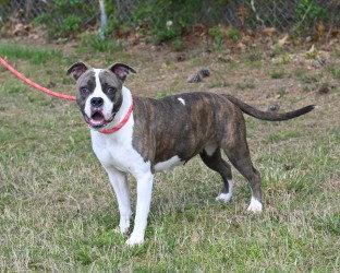 Enlarge DA 43 Cadbury, a Adoptable mixed breed in Glen Allen, VA image 1/3
