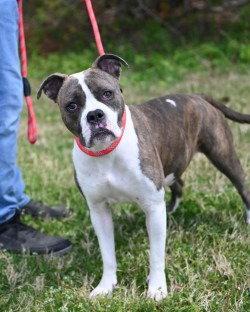 Enlarge DA 43 Cadbury, a Adoptable mixed breed in Glen Allen, VA image 2/3