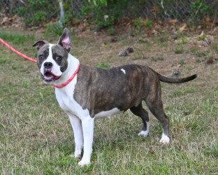 Enlarge DA 43 Cadbury, a Adoptable mixed breed in Glen Allen, VA image 3/3