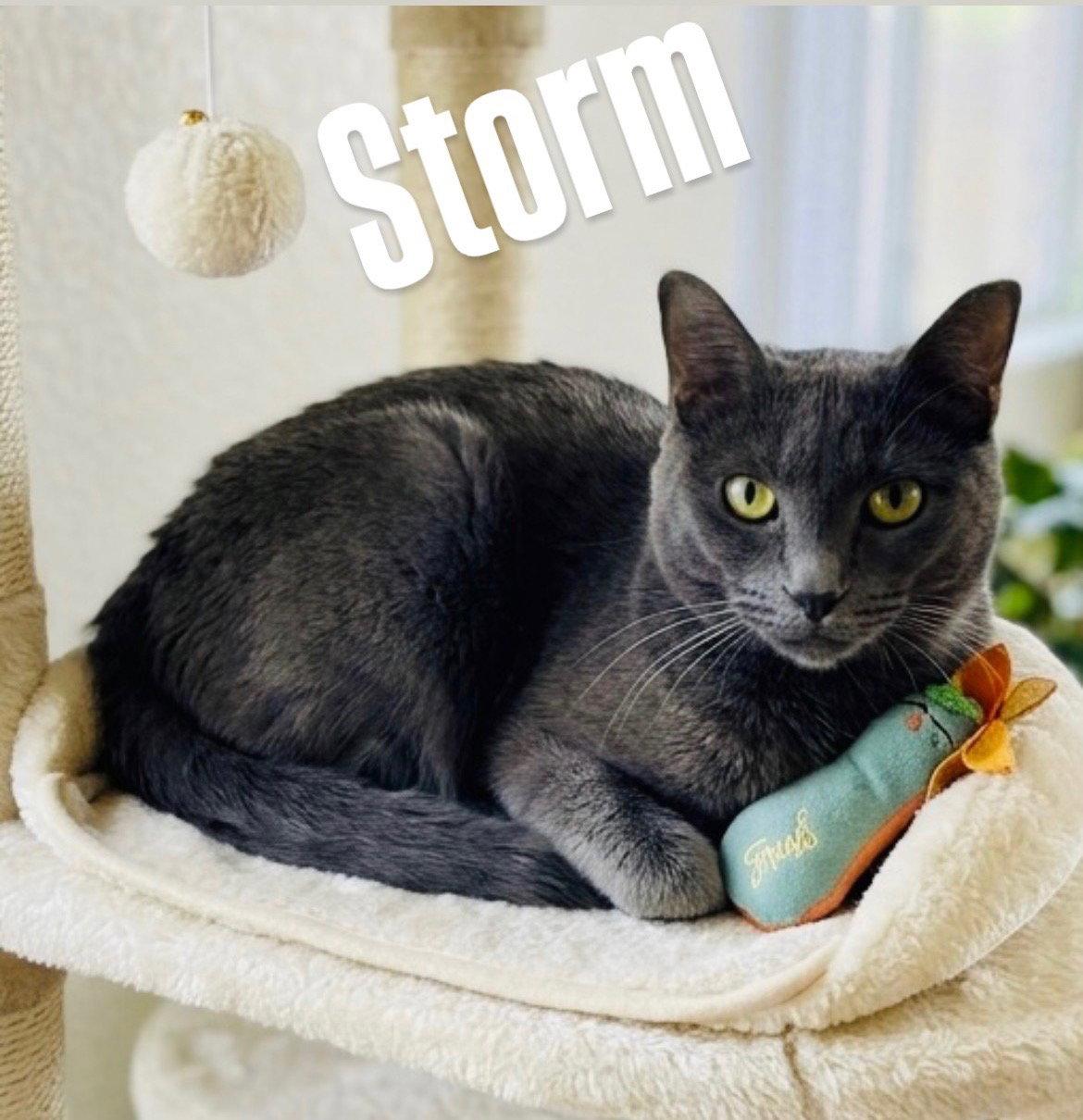 Enlarge Storm, a Adoptable Domestic Short Hair in Chandler, AZ image 1/3