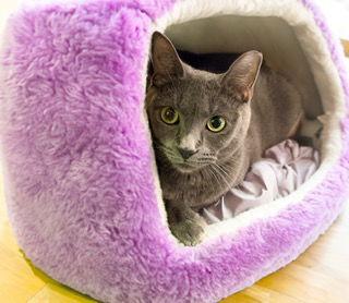 Enlarge Storm, a Adoptable Domestic Short Hair in Chandler, AZ image 1/2