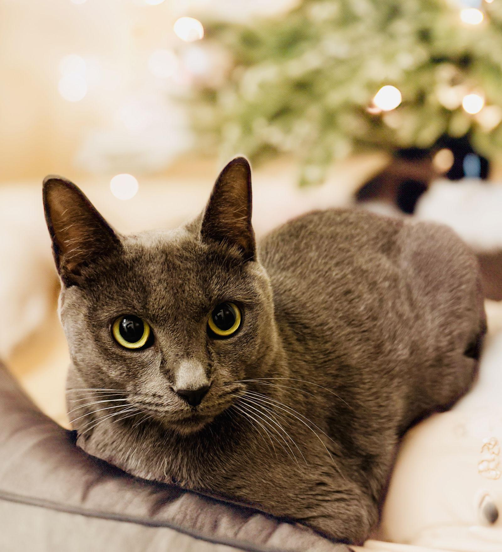 Enlarge Storm, a Adoptable Domestic Short Hair in Chandler, AZ image 1/1