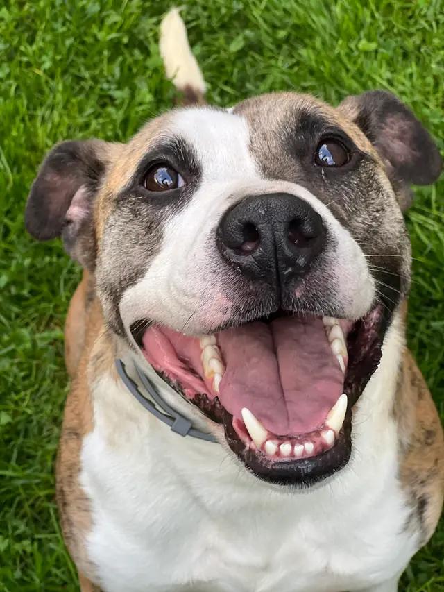 Duncan, ADOPTABLE, Adult Male American Staffordshire Terrier.