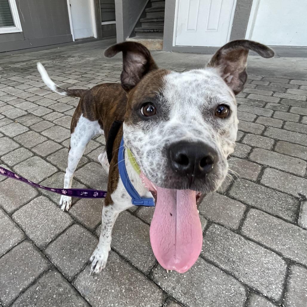 Enlarge Sauerkraut, a Adoptable Mixed Breed in Gainesville, FL image 1/6