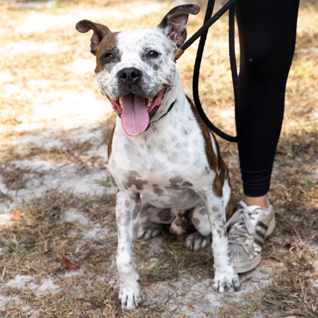Sauerkraut, Adoptable, Adult Male Mixed Breed.