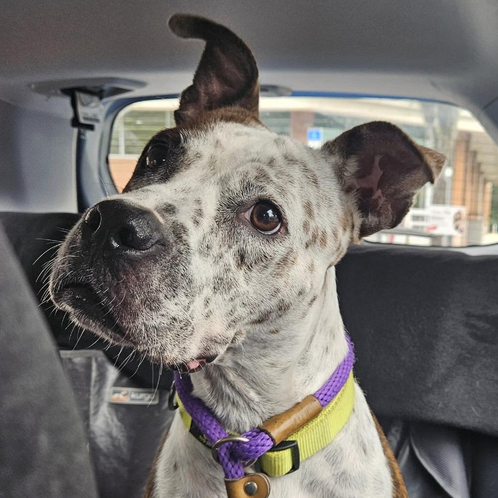 Enlarge Sauerkraut, a Adoptable Mixed Breed in Gainesville, FL image 3/6