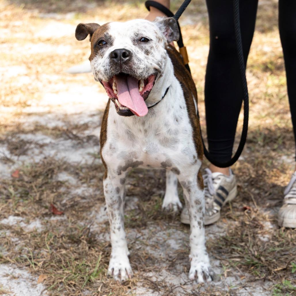 Enlarge Sauerkraut, a Adoptable Mixed Breed in Gainesville, FL image 4/6