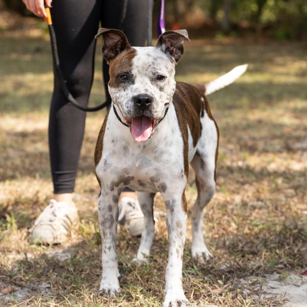 Enlarge Sauerkraut, a Adoptable Mixed Breed in Gainesville, FL image 6/6