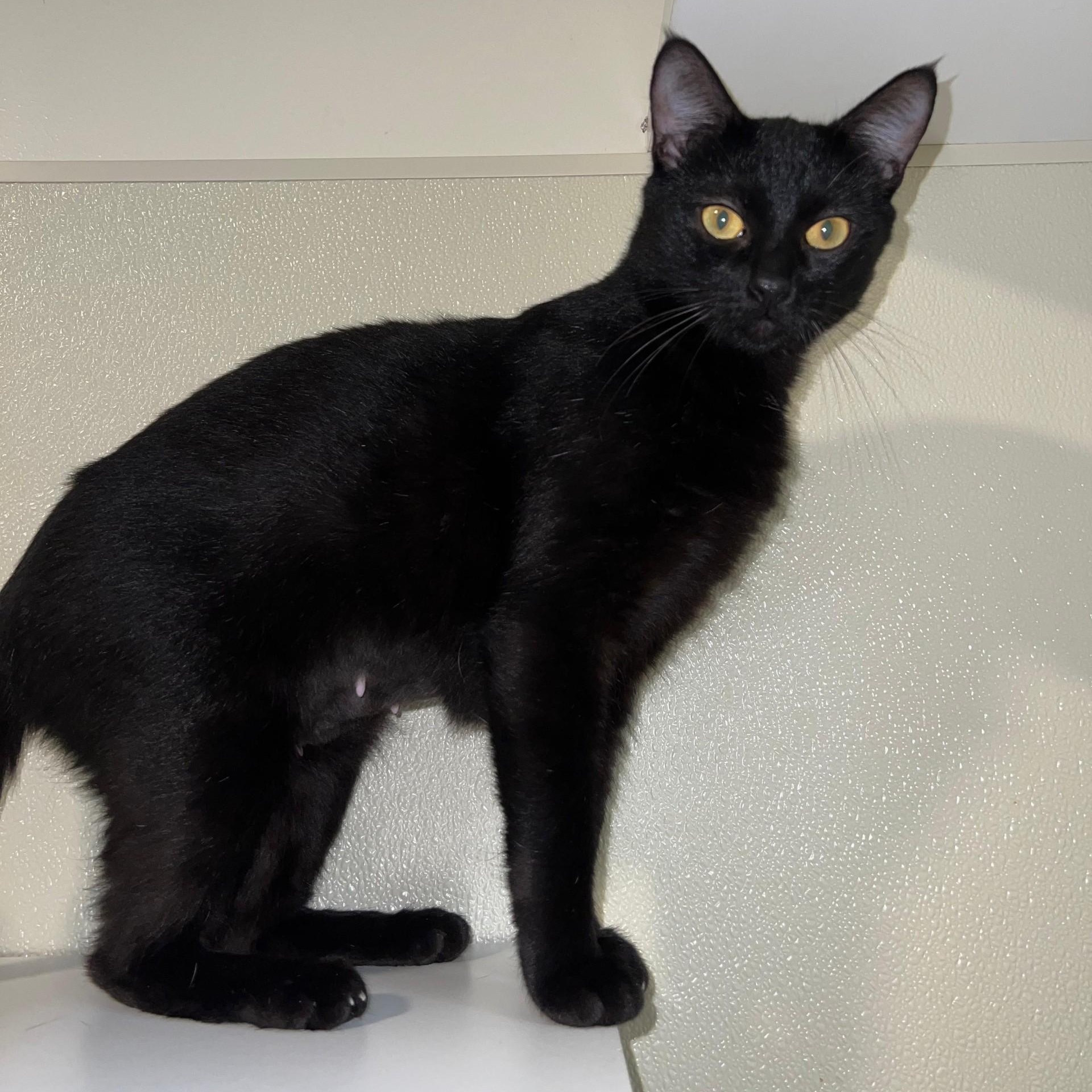 Mocha, a ADOPTABLE Domestic Short Hair in Friday Harbor, WA image 1/3