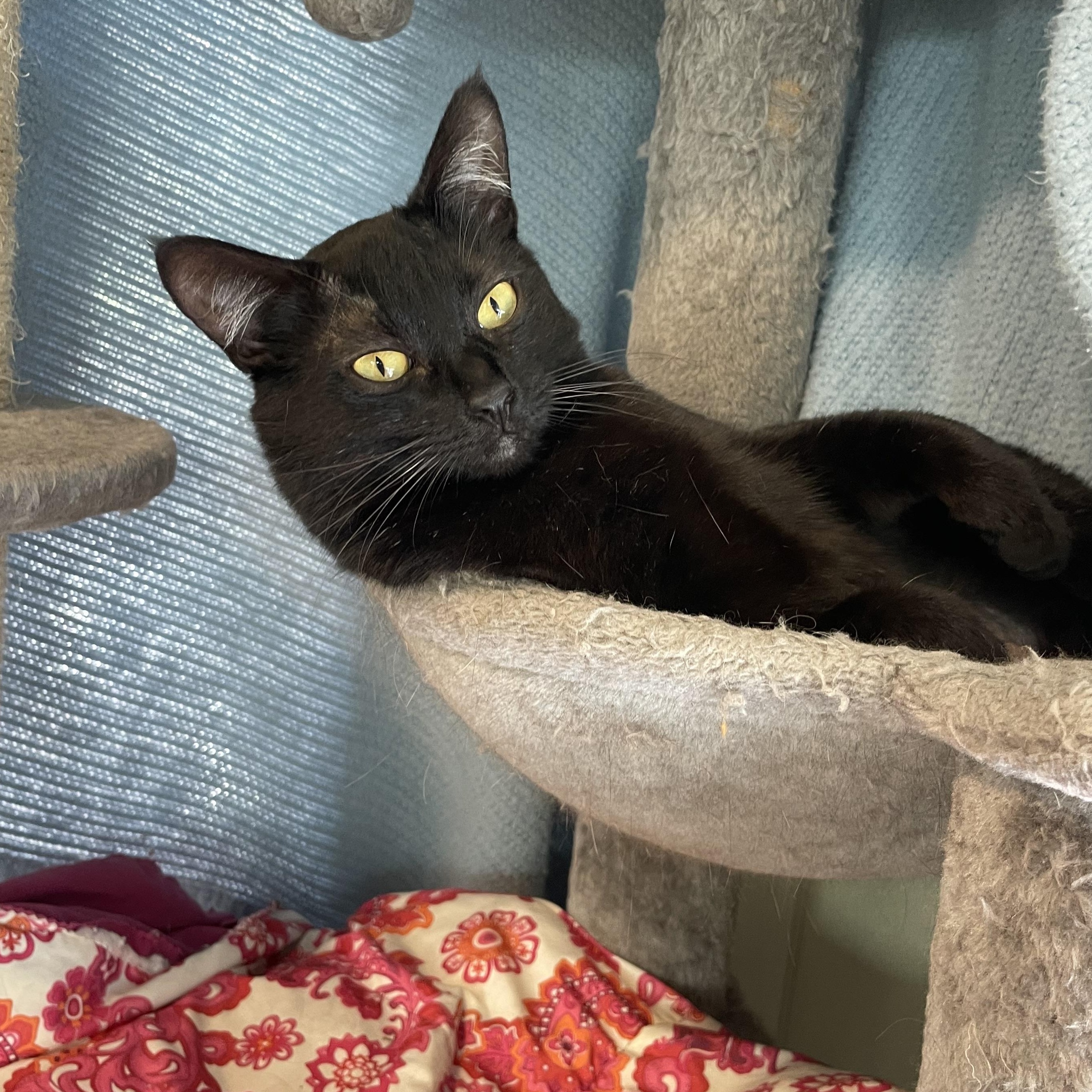 Mocha, ADOPTABLE, Adult Female Domestic Short Hair.