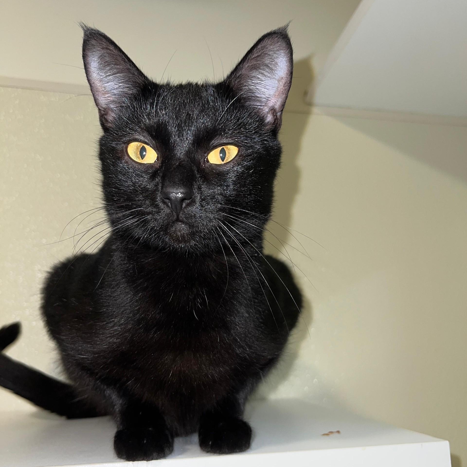 Mocha, a ADOPTABLE Domestic Short Hair in Friday Harbor, WA image 3/3